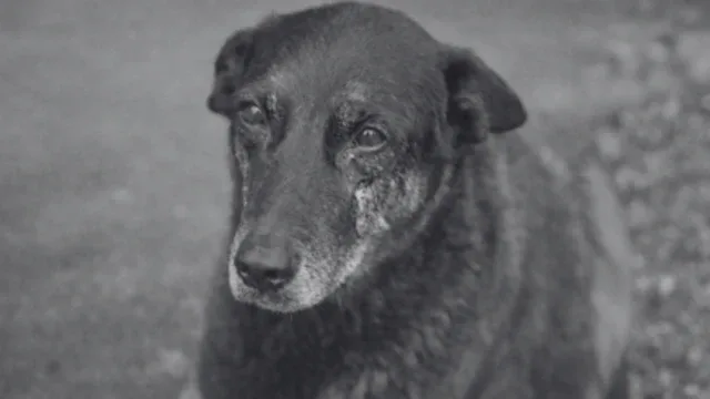 Polícia Civil de Santa Catarina cumpre mandados contra adolescentes investigados por maus-tratos ao cão Orelha
