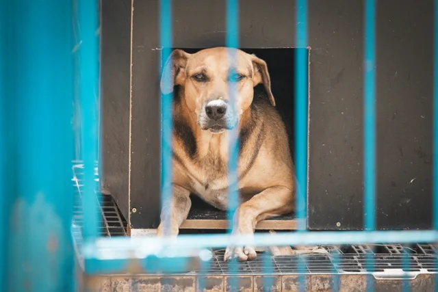 Caso do cão Orelha reforça protagonismo do Parlamento catarinense na proteção animal