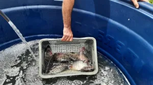 Içara abre nesta sexta mais uma edição da Feira do Peixe Vivo
