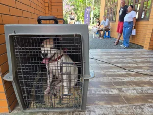 Castração de cães e gatos será realizada neste sábado no bairro Santana em Urussanga