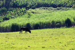 Incentivo à agricultura: Prefeitura de Criciúma disponibiliza sementes de pastagem com 50% de desconto a produtores rurais