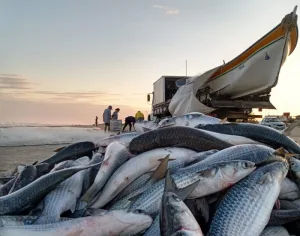 Proibição da pesca de tainha por arrasto de praia é alvo de críticas em SC