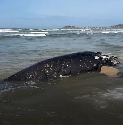 Filhote de baleia-franca é encontrado morto no Farol de Santa Marta