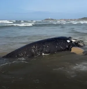 Filhote de baleia-franca é encontrado morto no Farol de Santa Marta