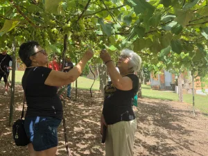 Vinho Goethe será destaque na 15ª AgroPonte