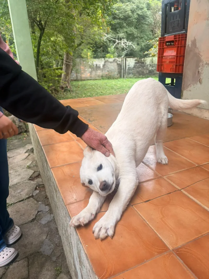 Bem-estar Animal de Urussanga orienta sobre como proceder em casos de suspeita de envenenamento