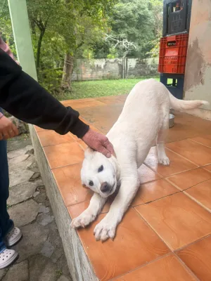 Bem-estar Animal de Urussanga orienta sobre como proceder em casos de suspeita de envenenamento