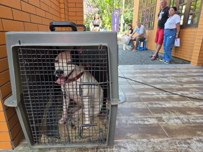Urussanga abre inscrições para castração de cães e gatos no bairro Bom Jesus